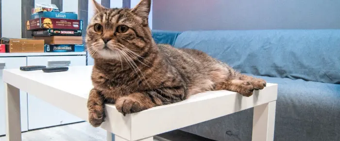 Кот Семён на Большакова Квесты Авантюра в Екатеринбурге. Работа в квестах