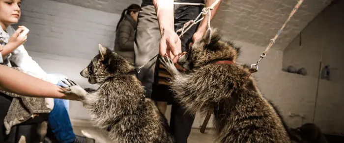 Вот Енот | Развлечения в Екатеринбурге